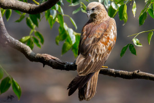 Brahminy kite (immature) செம்பருந்து