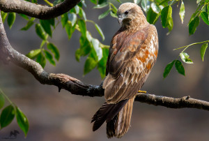 Brahminy kite (immature) செம்பருந்து