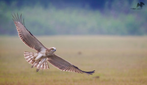 Short-toed snake eagle ஓணான் கொத்திக் கழுகு