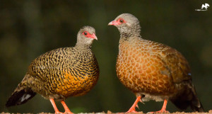 Red spurfowl சுண்டங்கோழி Masinagudi