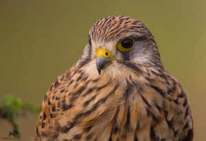 Common Kestrel – Female சிவப்பு வல்லூறு