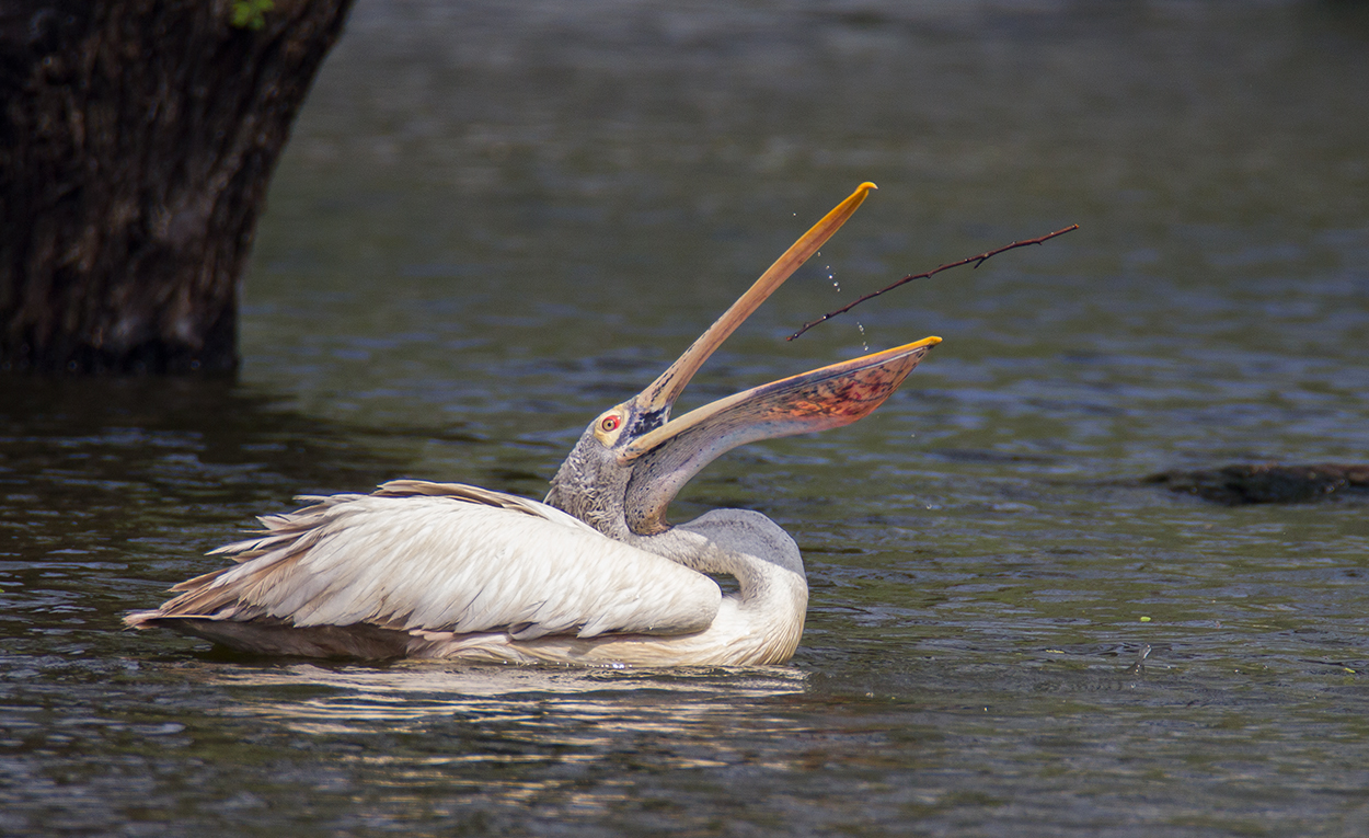 Spot-billed pelican கூழைக்கடா Vedanthangal