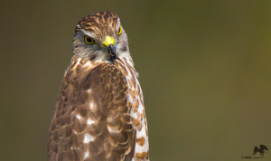 Shikra (immature) வல்லூறு Chennai