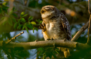 Spotted Owlet புள்ளி ஆந்தை Vedanthangal