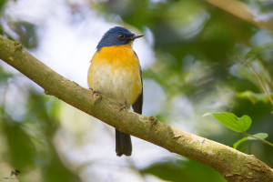 Tickell’s blue flycatcher டிக்லெல் நீல ஈப்பிடிப்பான் Bangalore
