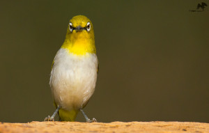 Oriental white-eye – வெள்ளைக் கண்ணி – Bangalore