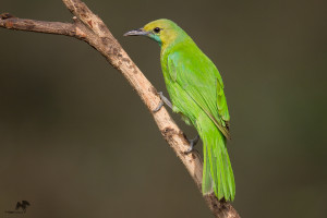 Jerdon’s leafbird female Bangalore