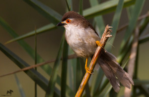 Yellow-eyed babbler மஞ்சள்கண் சிலம்பன் Bangalore