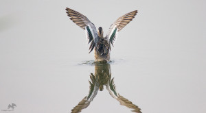 Garganey நீலச் சிறகி Sholinganallur