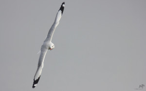 Brown-headed gull – பழுப்புத் தலைக் கடல் காக்கை – Kelambakkam
