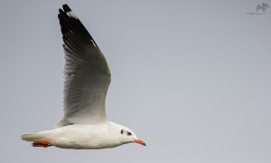 Brown-headed gull பழுப்புத் தலைக் கடல் காக்கை Kelambakkam