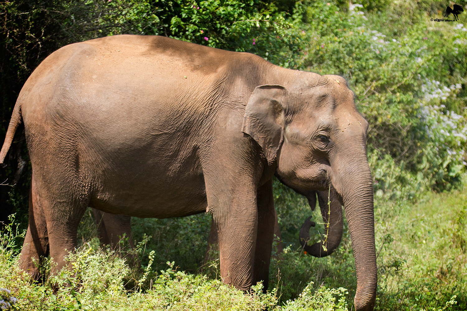 Asiatic elephant Masinagudi