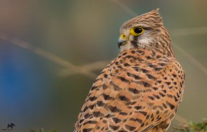 Common Kestrel – Female  சிவப்பு வல்லூறு chennai