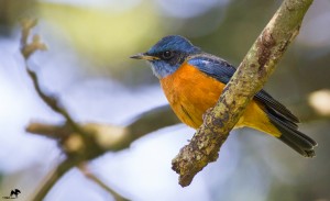 Blue-capped rock thrush நீலத்தலைப் பூங்குருவி Bangalore – India