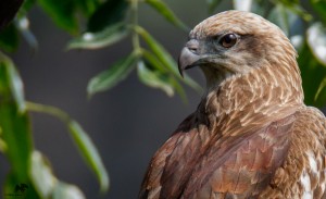 Brahminy kite (immature) செம்பருந்து
