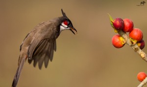 Red-whiskered Bulbul  செம்மீசைச் சின்னான்