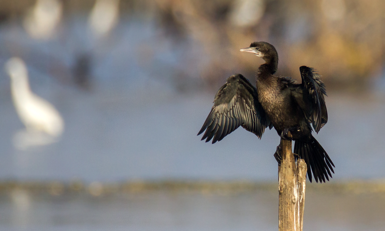 Little cormorant சிறிய நீர்க்காகம் kelambakkam