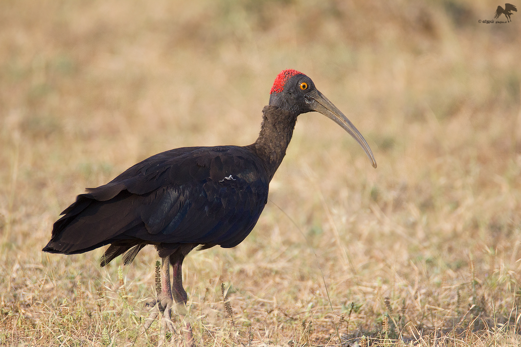 Red-naped ibis கருப்பு அரிவாள் மூக்கன் 