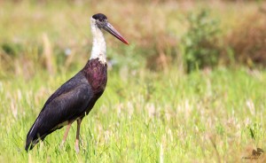 woolly-necked stork ‪ வெண்கழுத்து நாரை