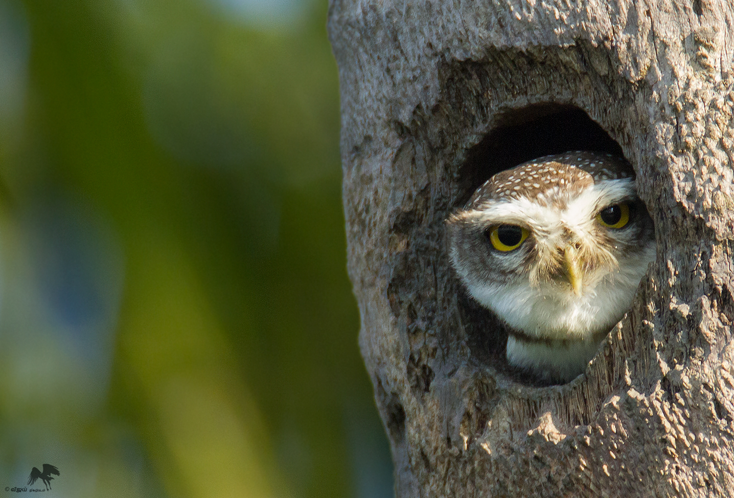 Spotted Owlet புள்ளி ஆந்தை