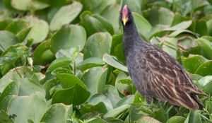 Watercock தண்ணீர்க் கோழி (