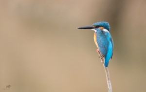 Common kingfisher  சிறு நீல மீன்கொத்தி chennai