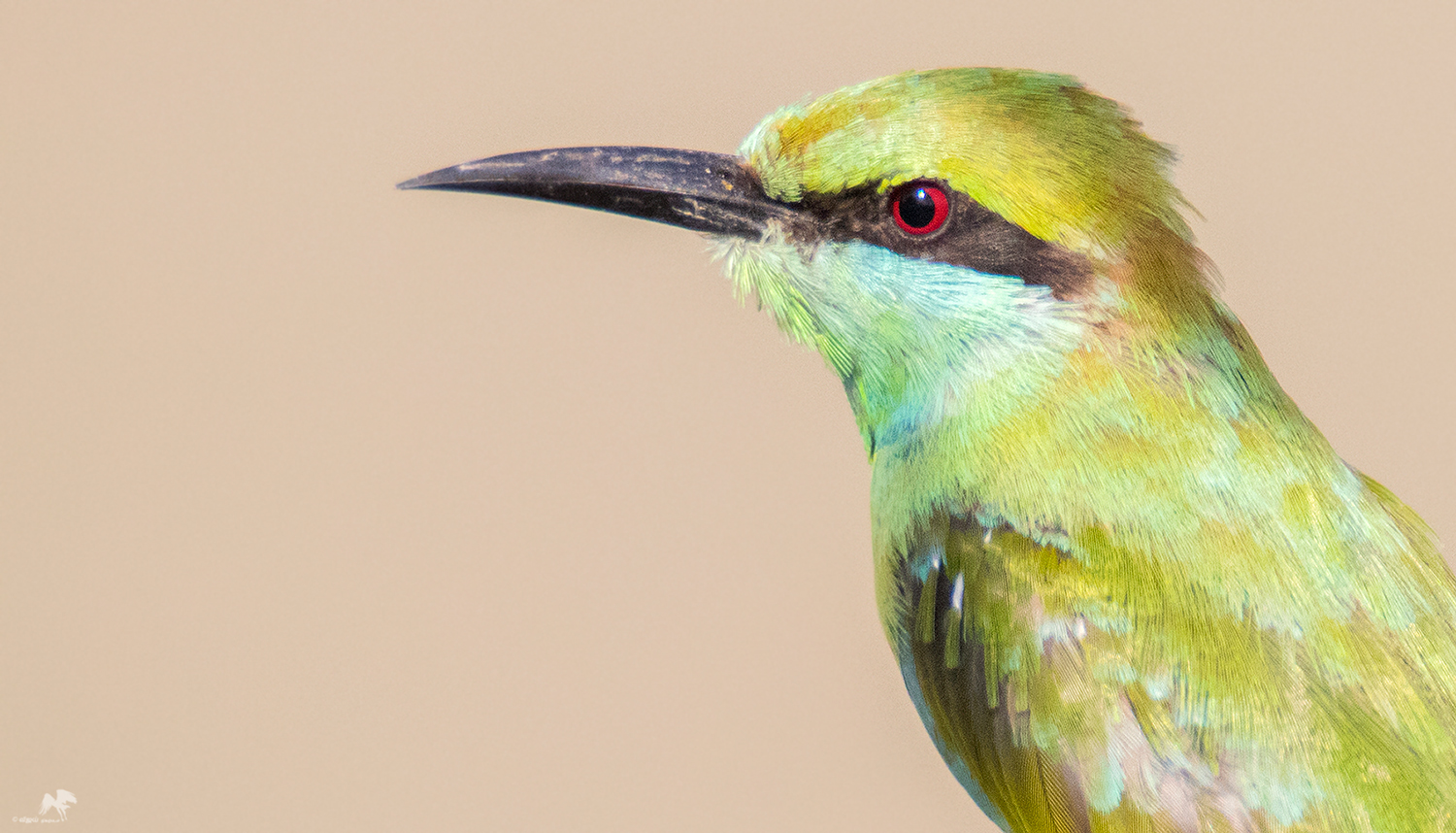 Green Bee-eater  பச்சைப் பஞ்சுருட்டான்