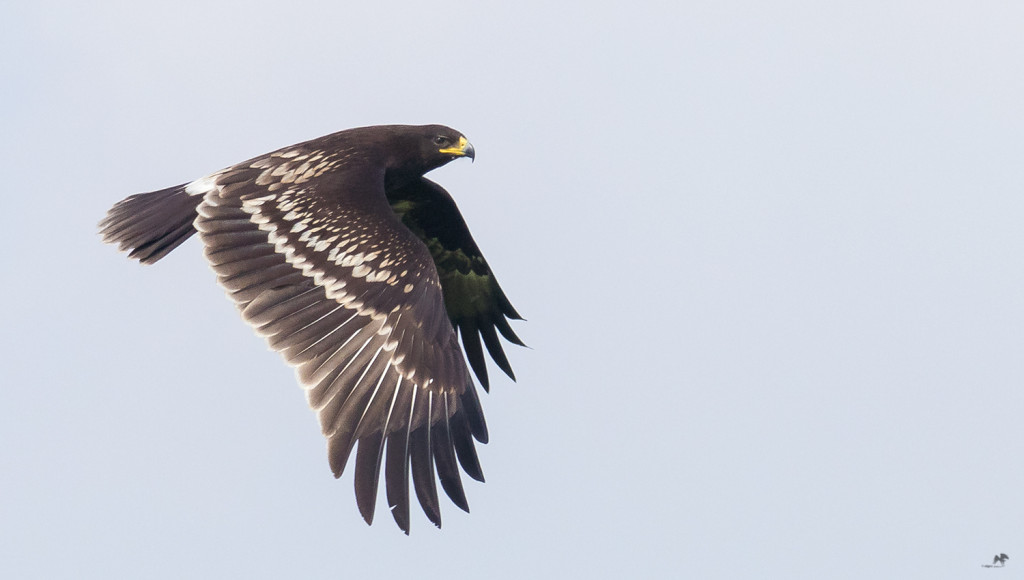 Greater Spotted Eagle chennai