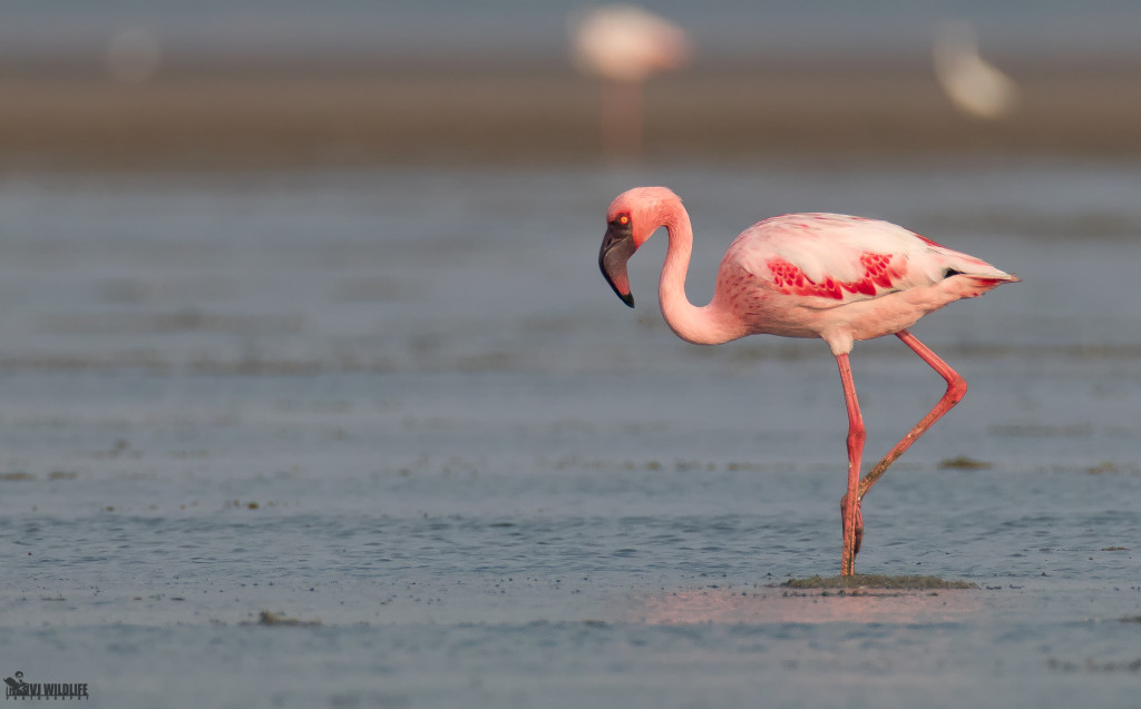 Lesser Flamingo சிறிய பூநாரை