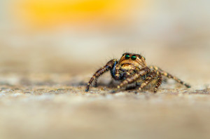 Hyllus male Jumping spider|macro |Canon gears