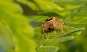 Carrhotus spider | Macro photography chennai