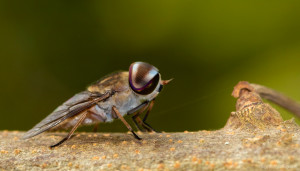 Tabanus striatus | Horse-flies or horseflies